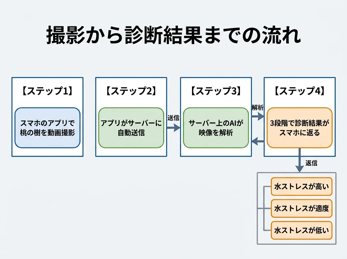 [図解] スマホで桃の樹を動画撮影→サーバーに送信→AIが映像を解析→「高・適度・低」の3段階の結果がスマホに返る、4ステップのフロー図
